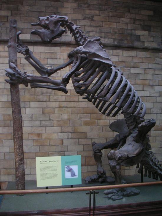 Natural History Museum