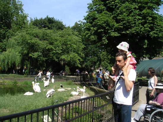 Le Zoo de Londres