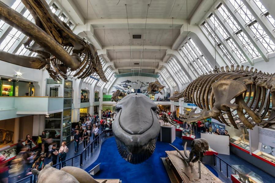 8 choses à voir et à faire au Natural History Museum de Londres !