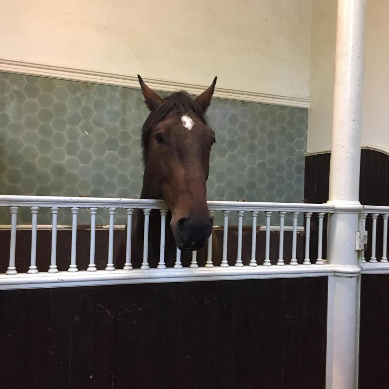 Un tour au Royal Mews