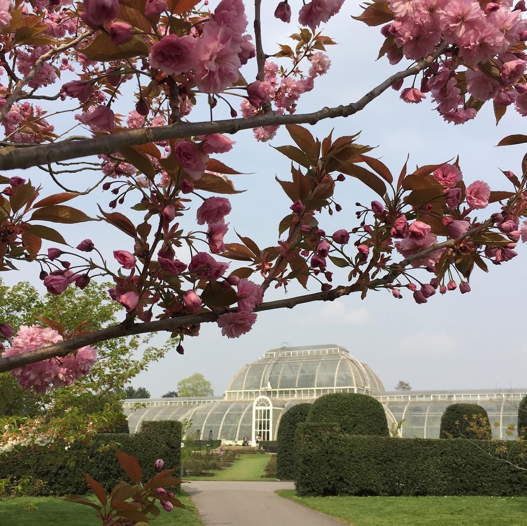 Où admirer les cerisiers en fleurs à Londres ?