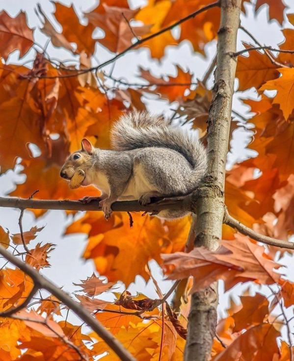 Londres à l'automne