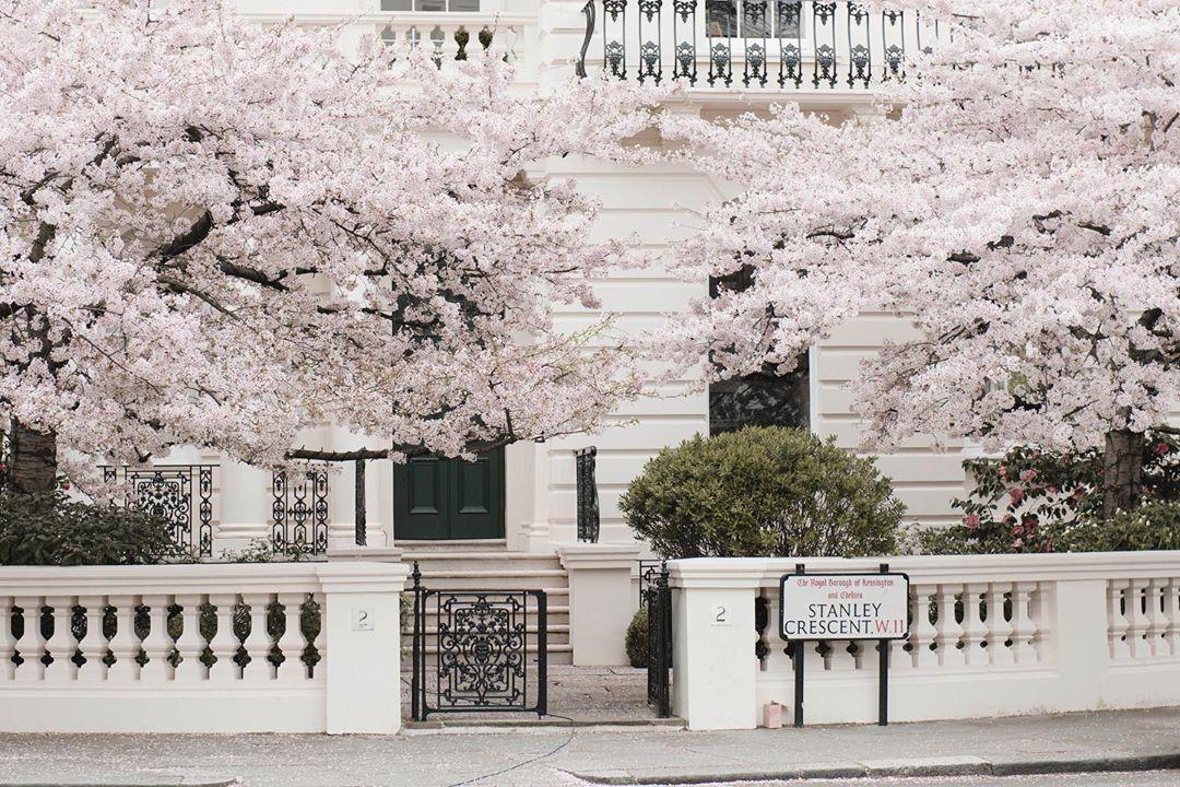 Où voir les cerisiers en fleurs à Londres ?