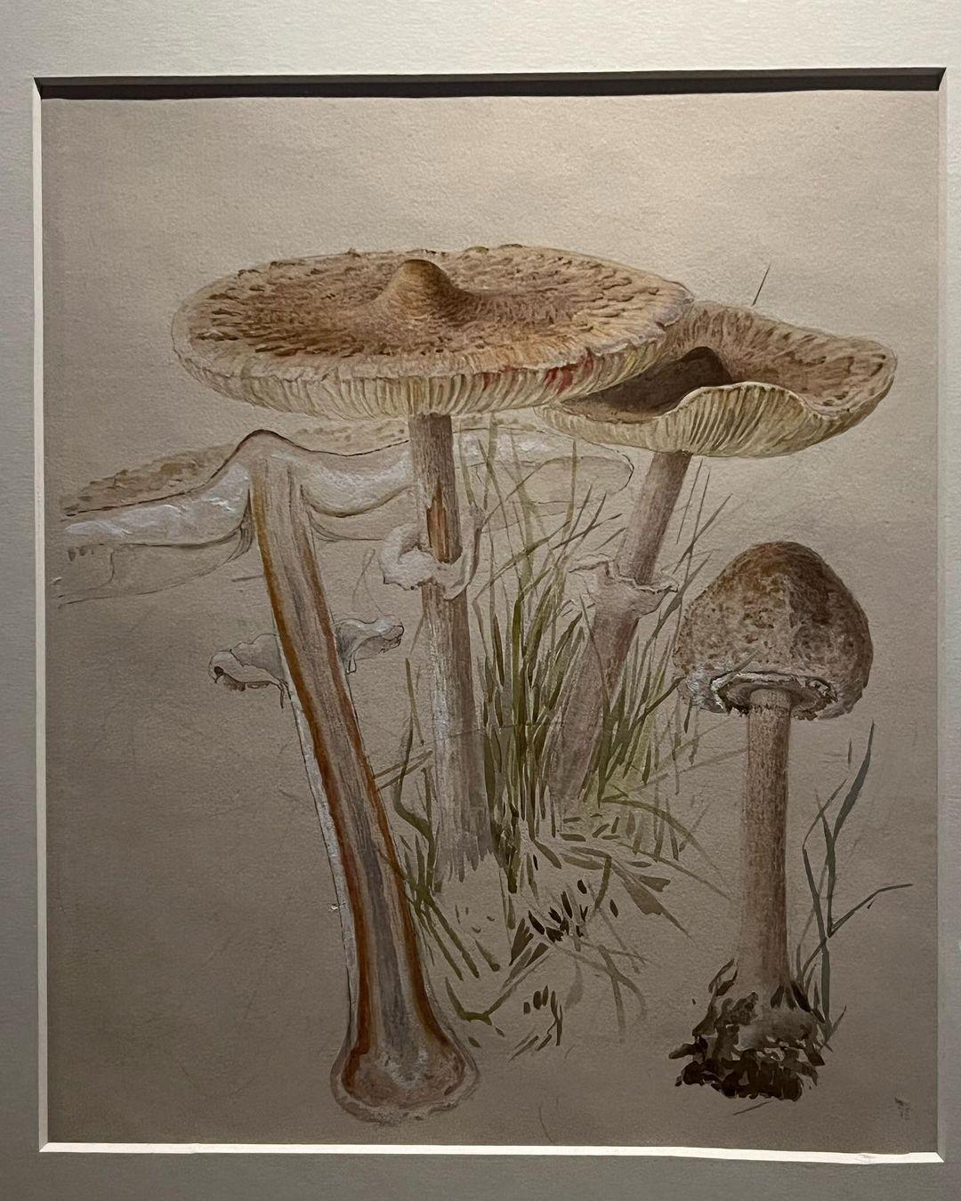 Beatrix Potter, Drawn to Nature, l'exposition au V&A