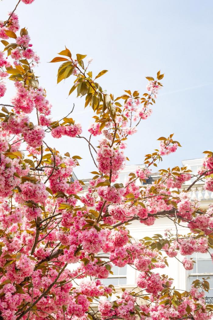Où voir les cerisiers en fleurs à Londres ?