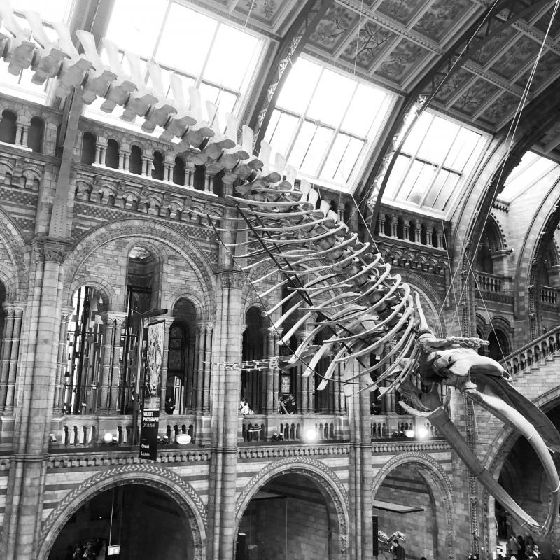 Le Musée d'histoire Naturelle de Londres, une visite incontournable