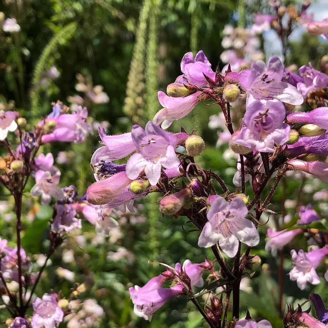 Chelsea Physic Garden : une oasis secrète à Londres !