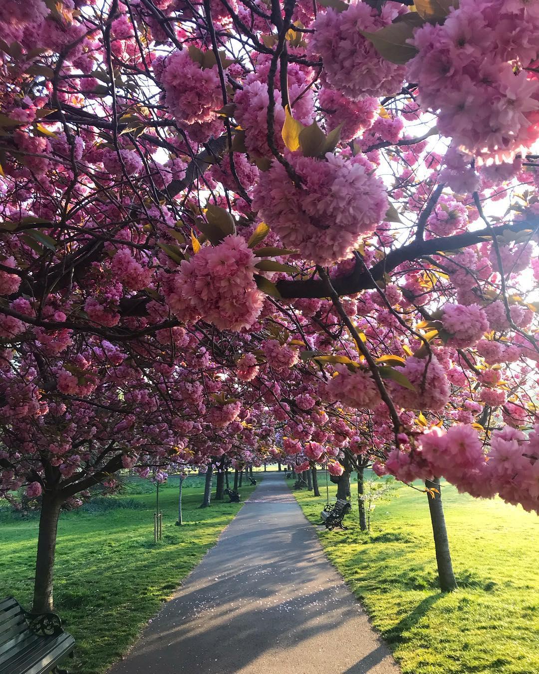 Où voir les cerisiers en fleurs à Londres ?