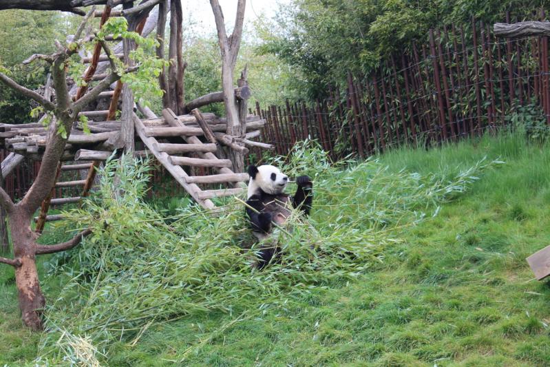 Escapade à Pairi Daiza