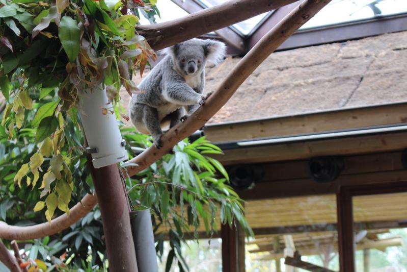 Escapade à Pairi Daiza