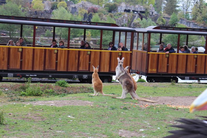 Escapade à Pairi Daiza