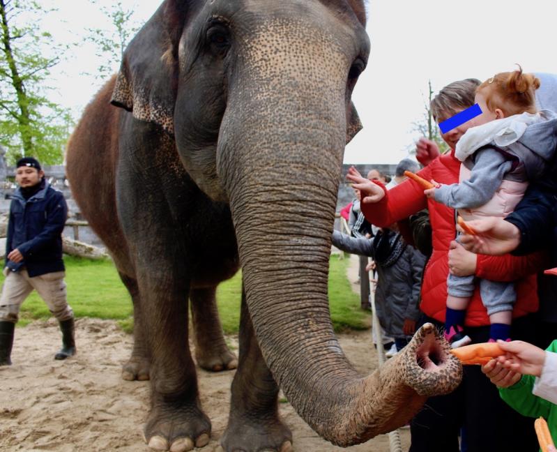 Une escapade à Pairi Daiza (Belgique)