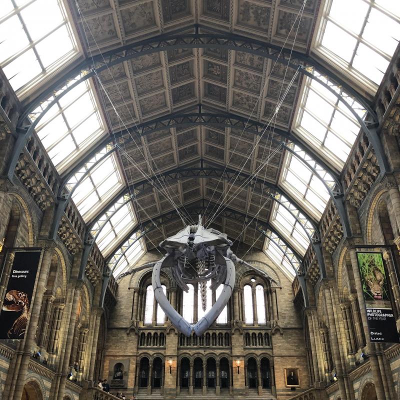 Le natural History Museum de Londres : une visite incontournable