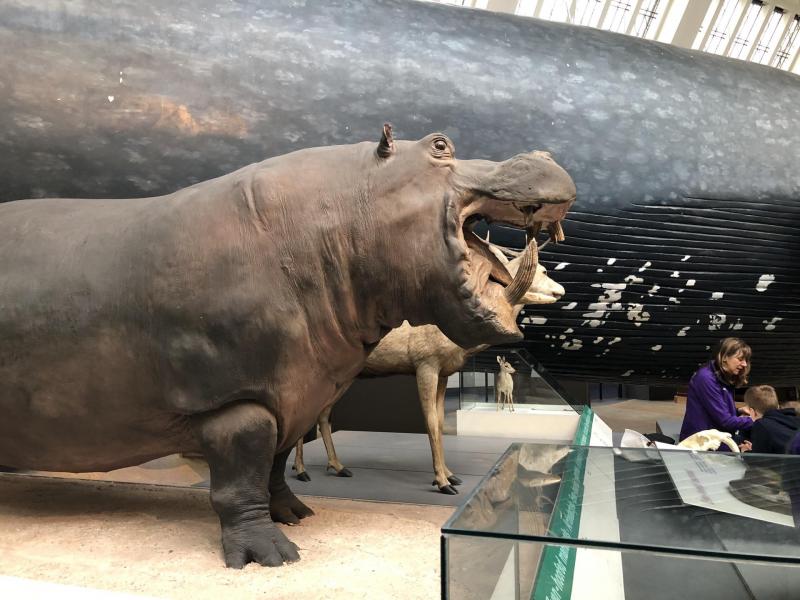 Le natural History Museum de Londres : une visite incontournable