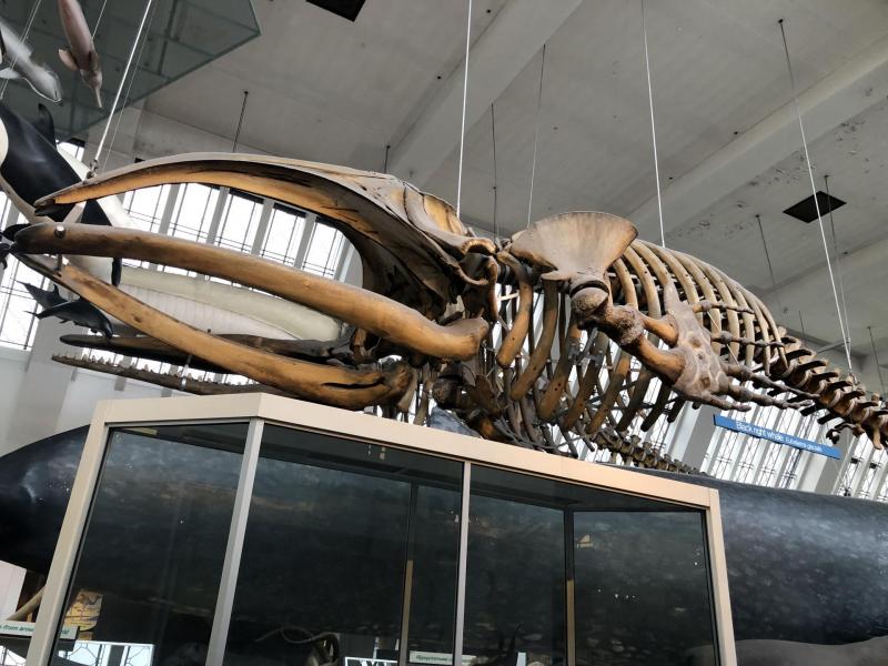 Le natural History Museum de Londres : une visite incontournable