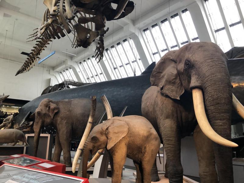 Le natural History Museum de Londres : une visite incontournable