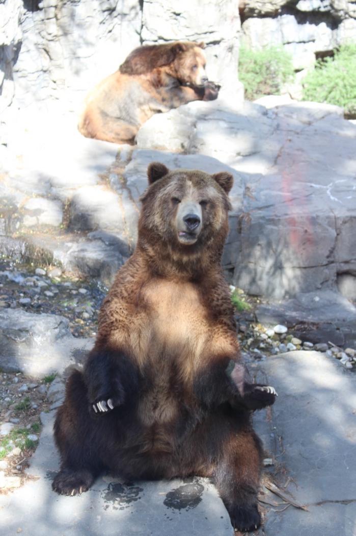 le Zoo de Central Park avec les kids