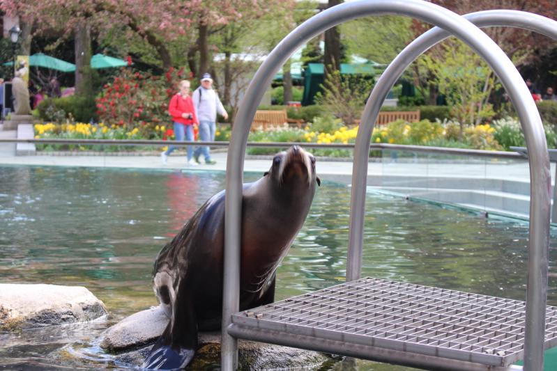 Le Zoo de Central Park avec les kids