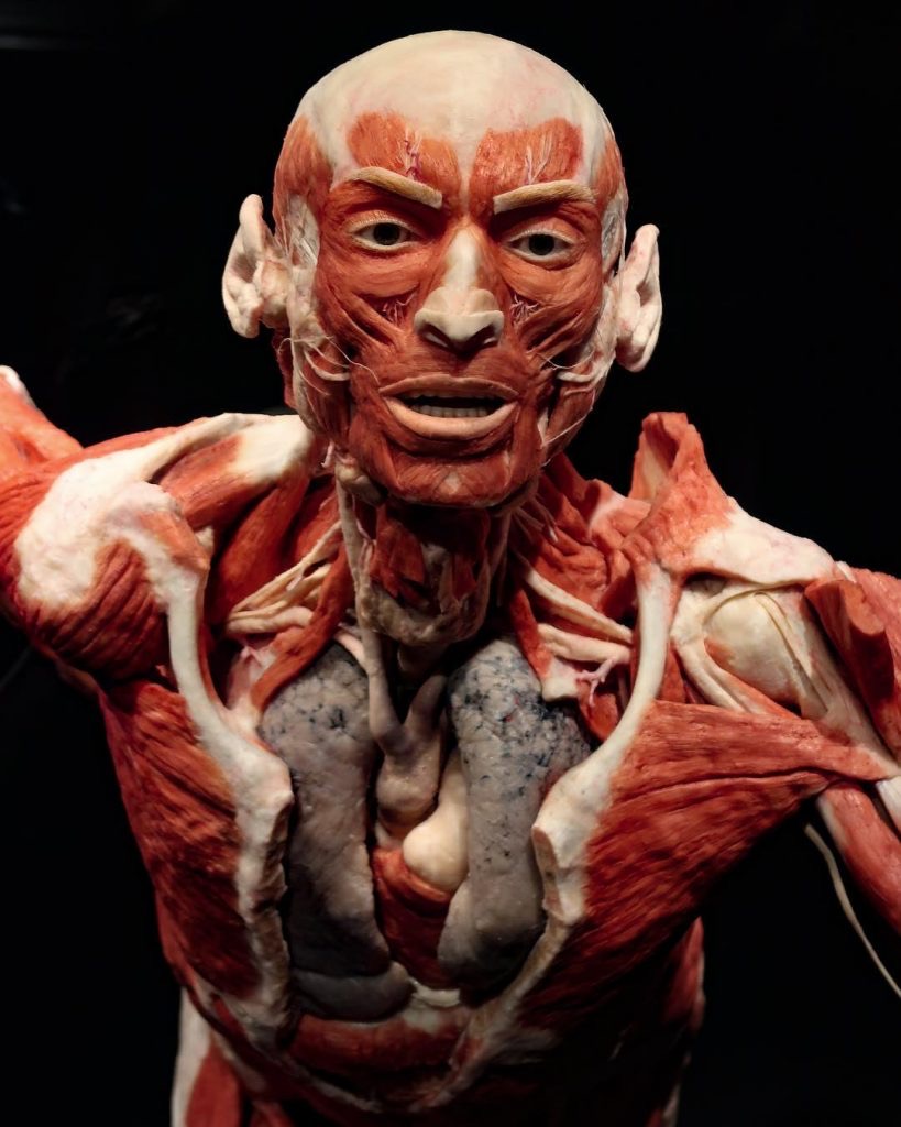 Notre visite au Body Worlds London