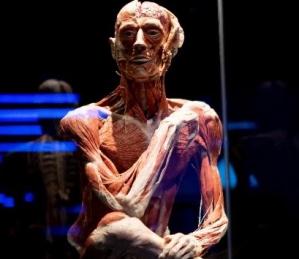 Notre visite au Body Worlds London