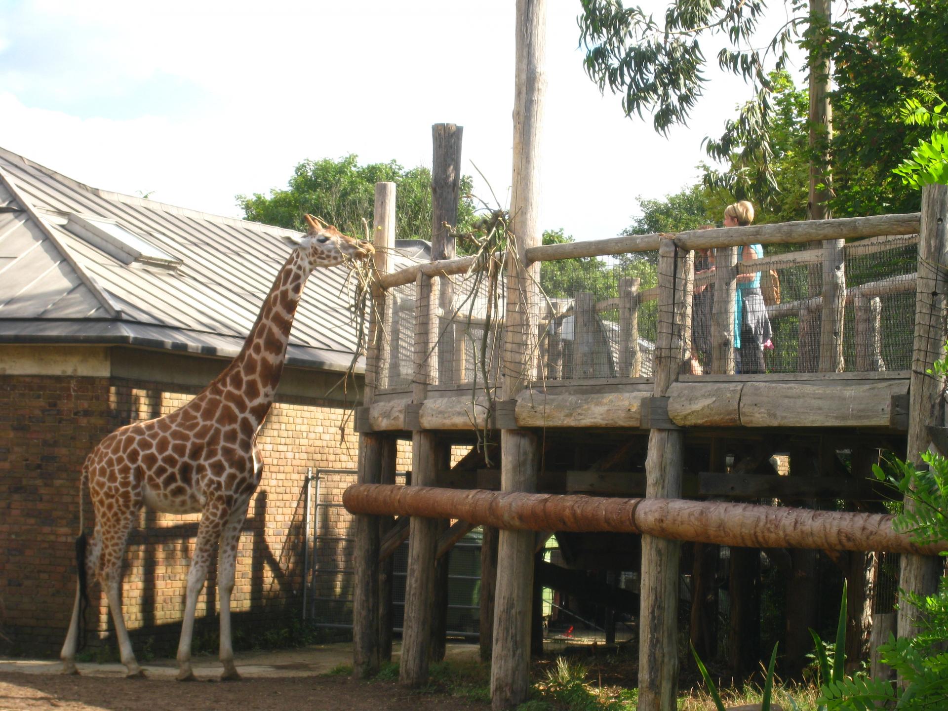 London zoo, london for kids