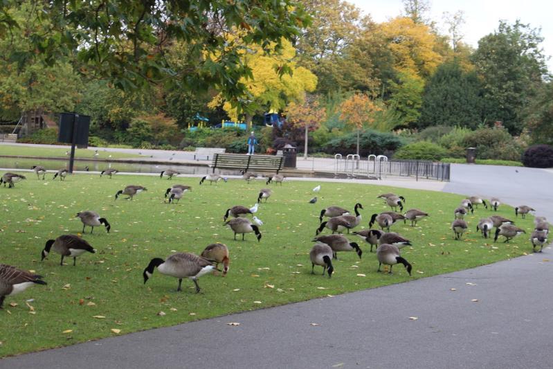 Top10 des activités à Kensington Garden et Hyde Park