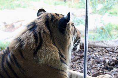 Balade au zoo de Londres