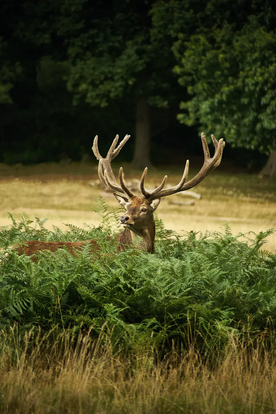 Richmond Park