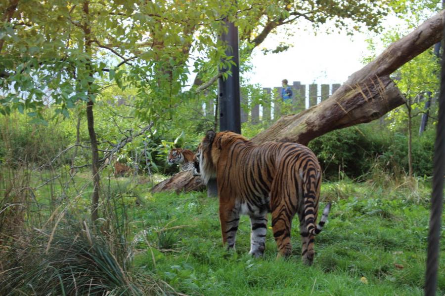 Balade au zoo de Londres