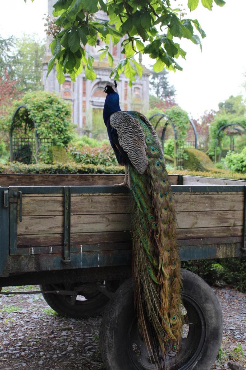 Une escapade à Pairi Daiza