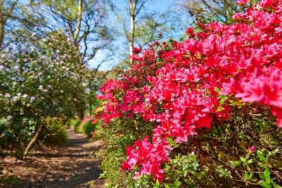 Isabella Plantation