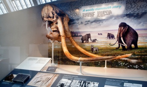 Woolly mammoth slide 490 111287 1