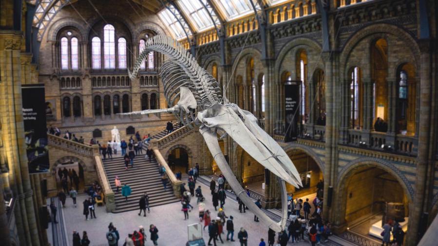 8 choses à voir et à faire au NHM de London